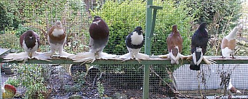 Copyright  Hollandse kropper club