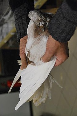 © Copyright  Hollandse kropper club