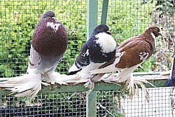 Â© Copyright  Hollandse kropper club