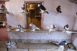 ? Copyright  Hollandse kropper club