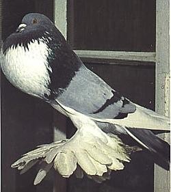 © Copyright  Hollandse kropper club