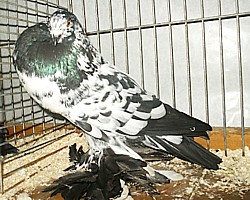 © Copyright  Hollandse kropper club