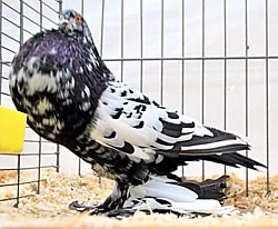 © Copyright  Hollandse kropper club