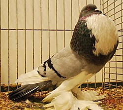 Copyright  Hollandse kropper club