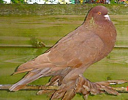 © Copyright  Hollandse kropper club