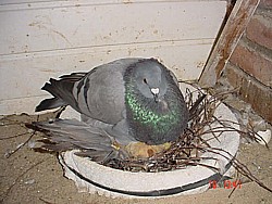 © Copyright  Hollandse kropper club