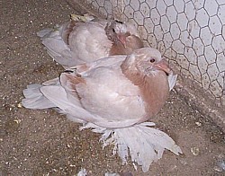 Ã‚Â© Copyright  Hollandse kropper club