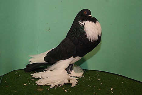 100-jarig jubileum HKC – Keur verslagen van onze 3 keurmeesters