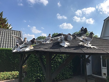 Hokbezoek bij Piet Kruisenga