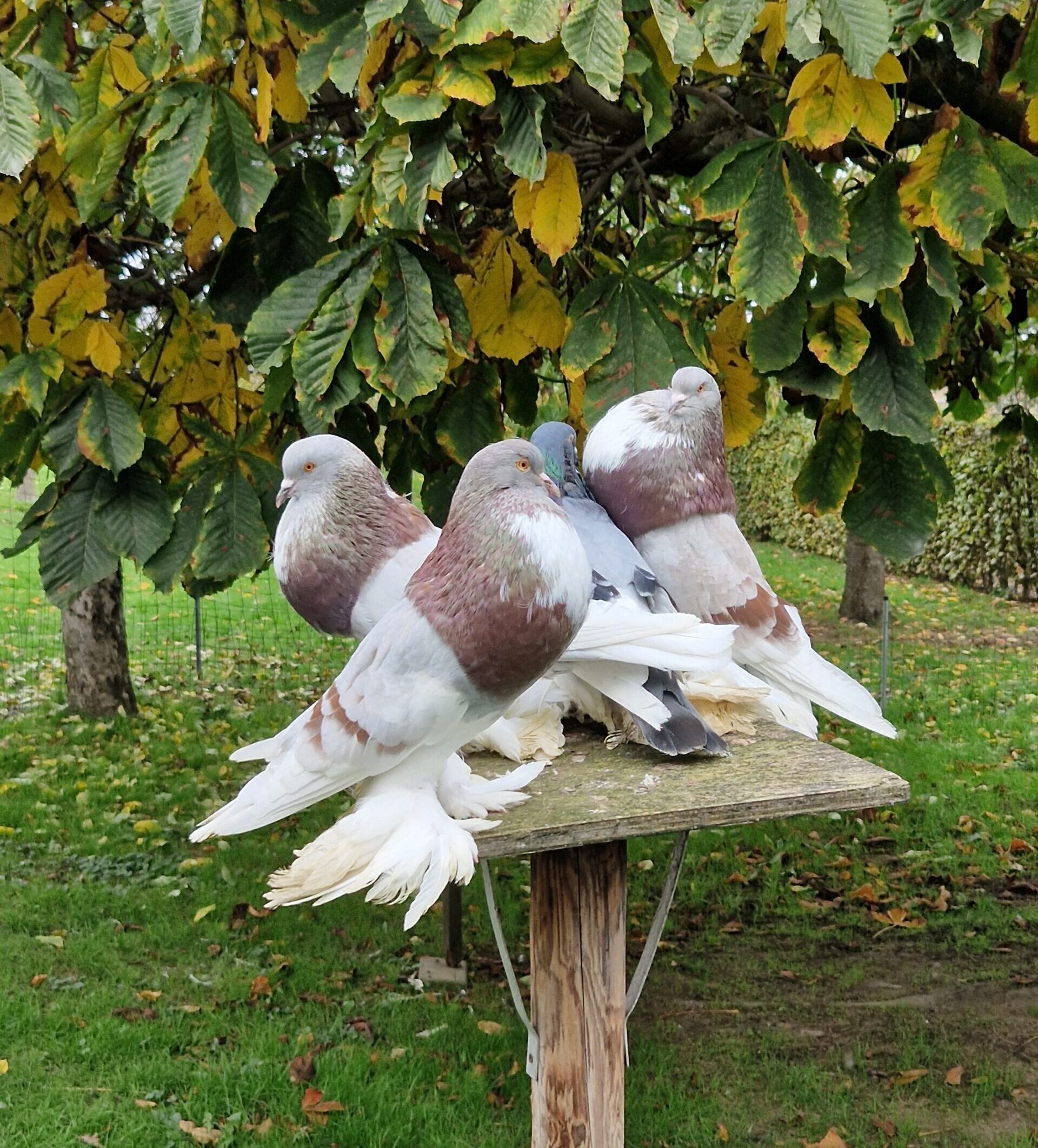 Op bezoek bij Toon Slijpen – door Robin Woudstra