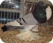 Kleindierententoonstelling NOT Tilligte 15-17 november 2024