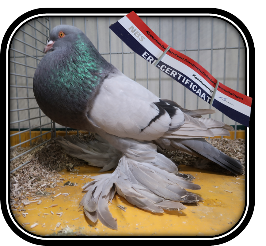 Hollandse Kroppers op SNN 2024